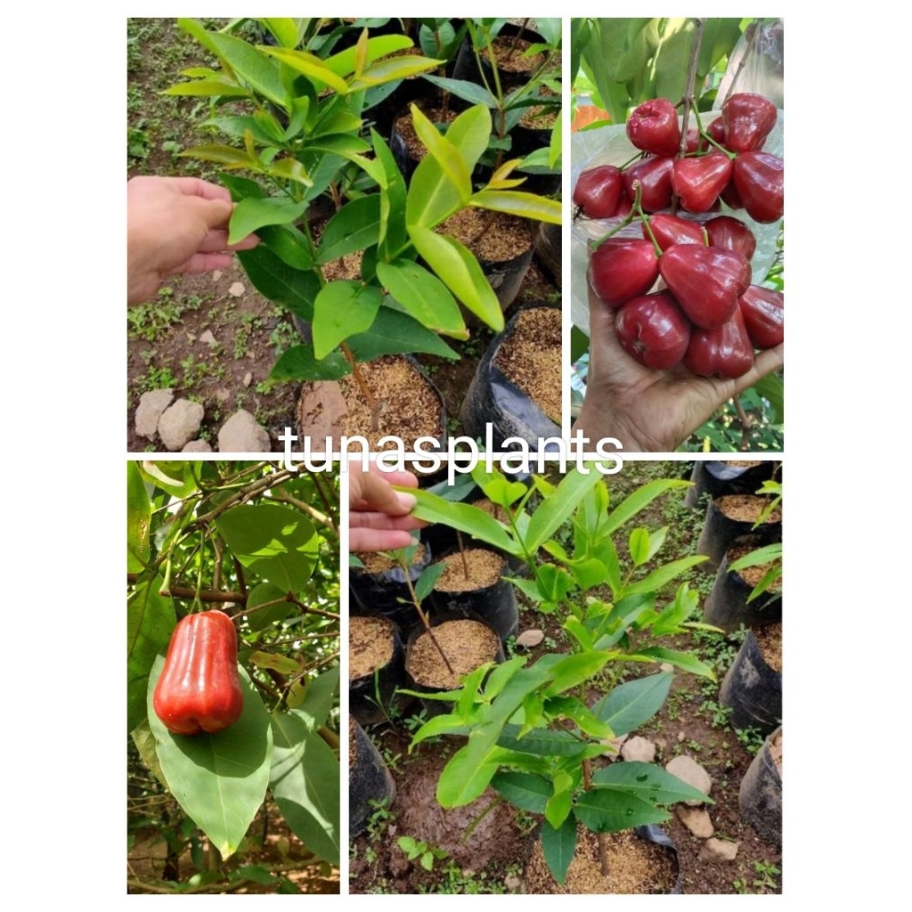 bibit jambu citra merah pohon jambu air citra manis bibit unggul