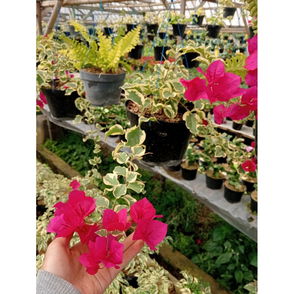 Bougenville variegata pink fanta