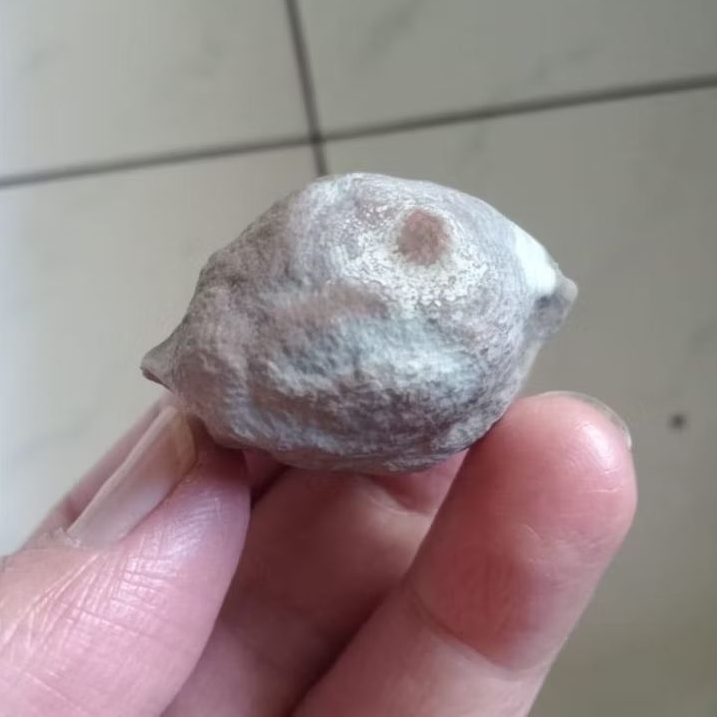 Kemiri Adu Muncang Adu LK Malangbong Urgen Full Tua