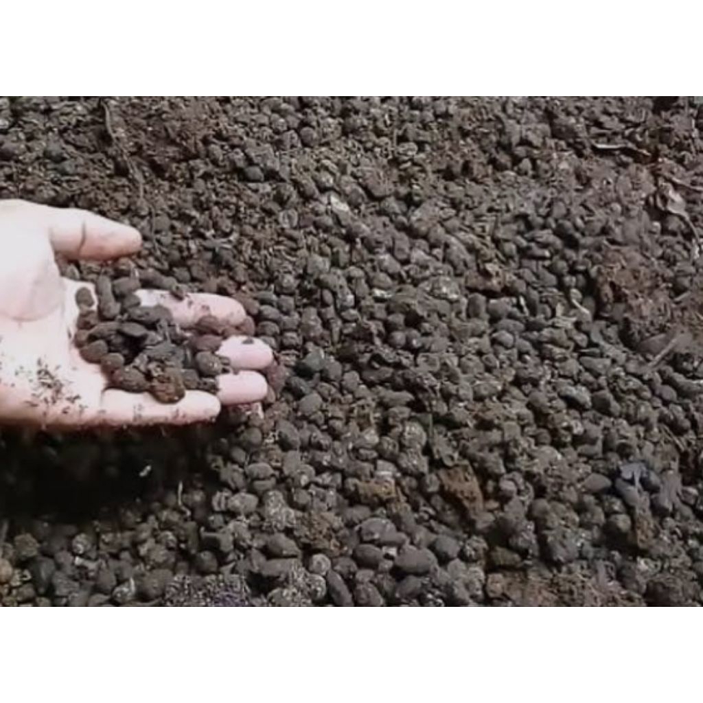 Kohe Kambing Fermentasi Alami