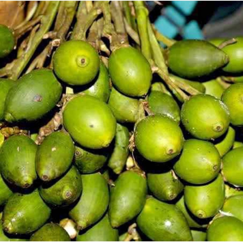 

Buah Pinang Papua - pinang segar pilihan