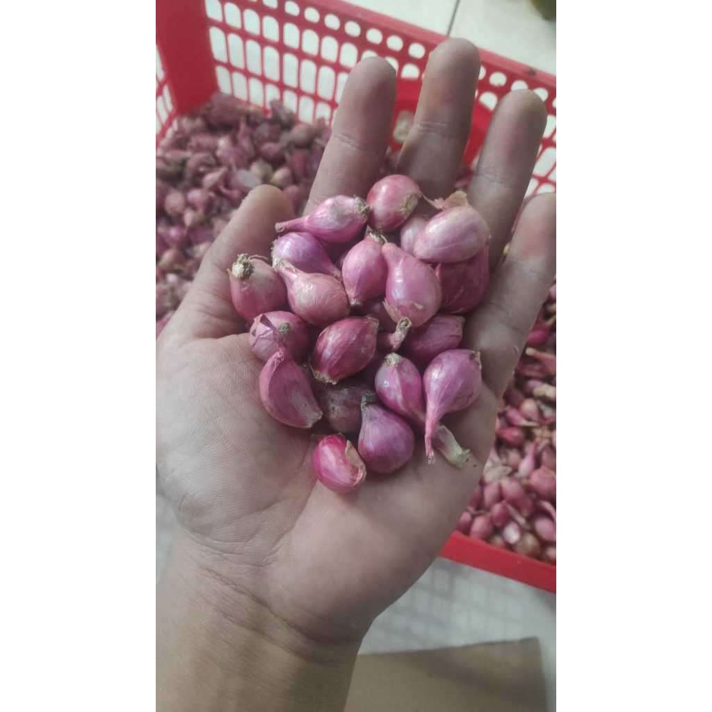 

PROMO BAWANG MERAH BREBES UKURAN KECIL