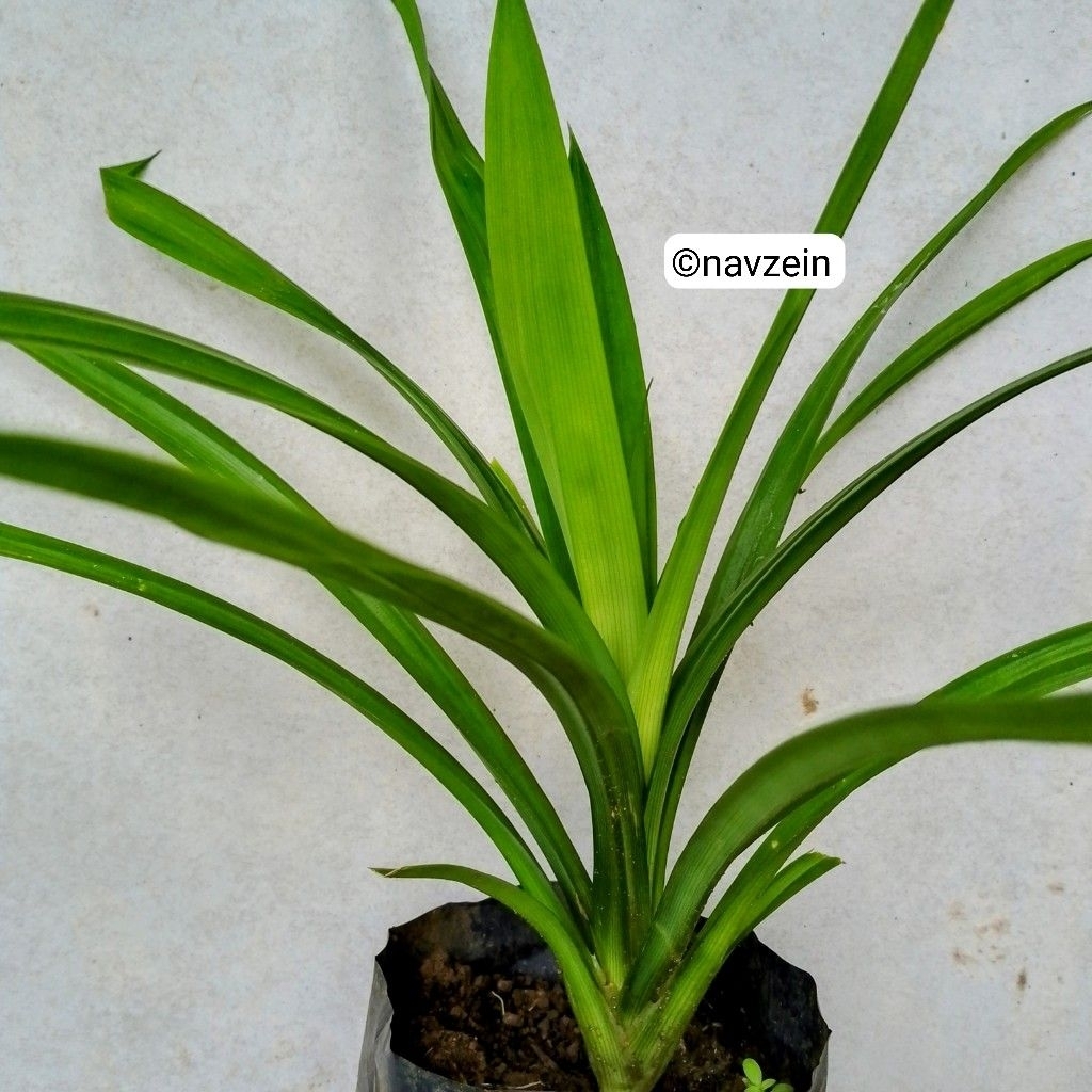 

Pandan Wangi PREMIUM | DAPAT 2 PCS | Penyedap Masakan Aroma Menyegarkan