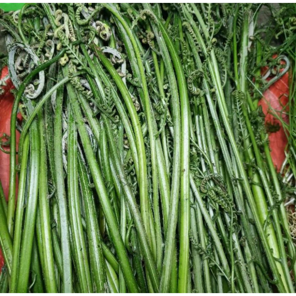 

sayur pakis fress kaya nutrisi dan serat per 1ikat sayur pakis