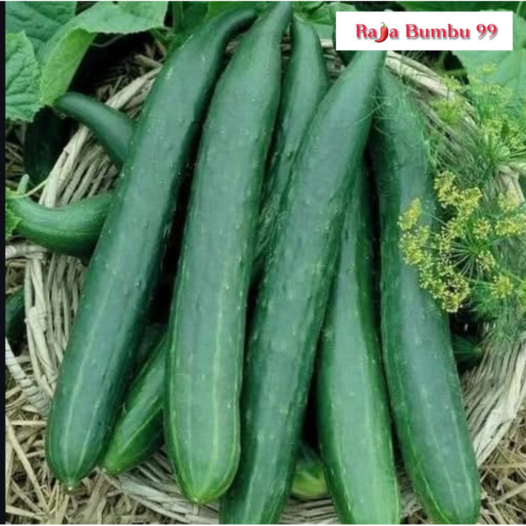 

Timun Jepang / Kiuri 1 pcs