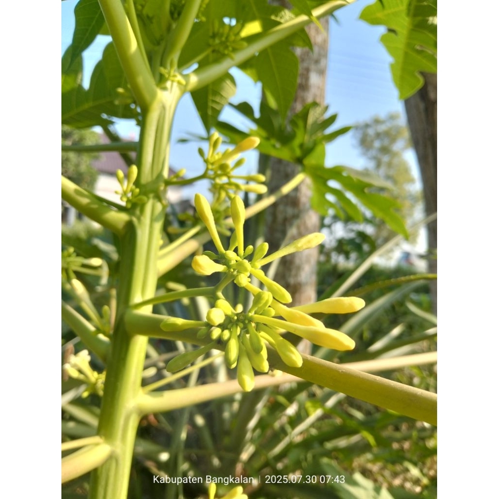 

bunga pepaya original 100 gram