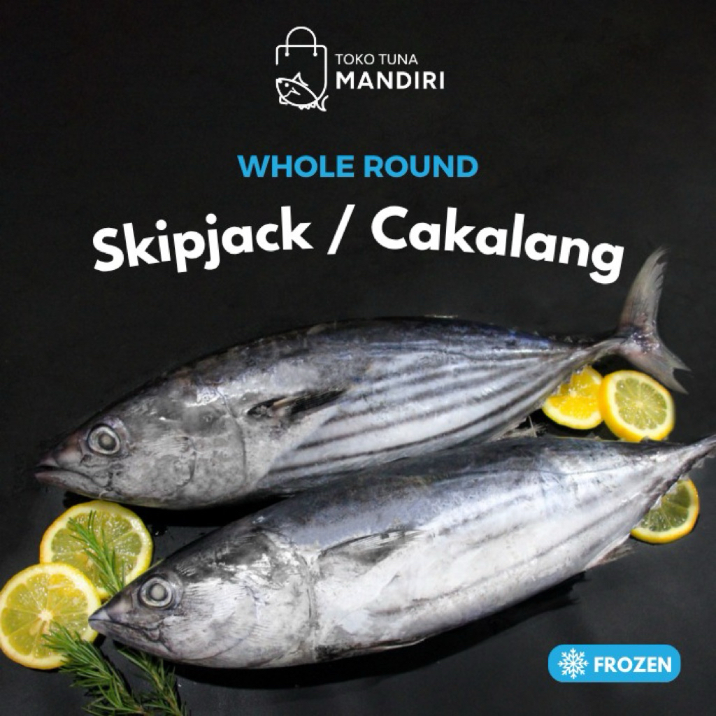

Frozen Whole Round Skipjack | Ikan Cakalang Utuh | Kemasan Vakum 1kg+ | Fresh Frozen - Cakalang Vacuum
