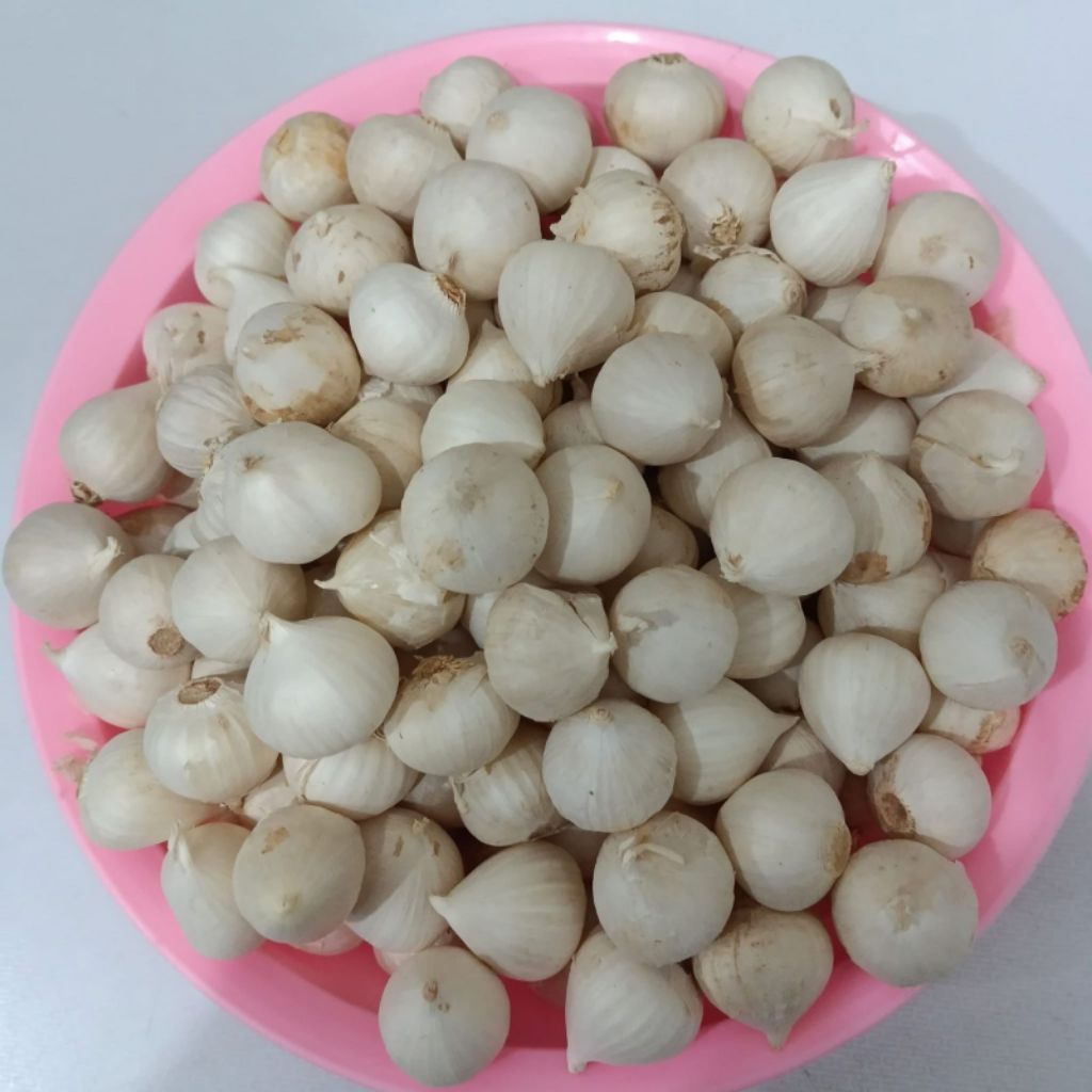 

BAWANG PUTIH TUNGGAL LANANG BESAR