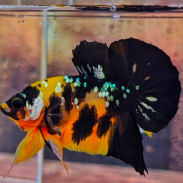 Ikan cupang plakat Yellow Koi Cooper top