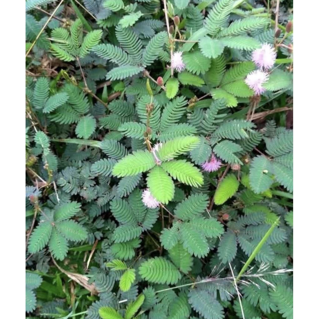 

daun batang akar putri malu kering 250g