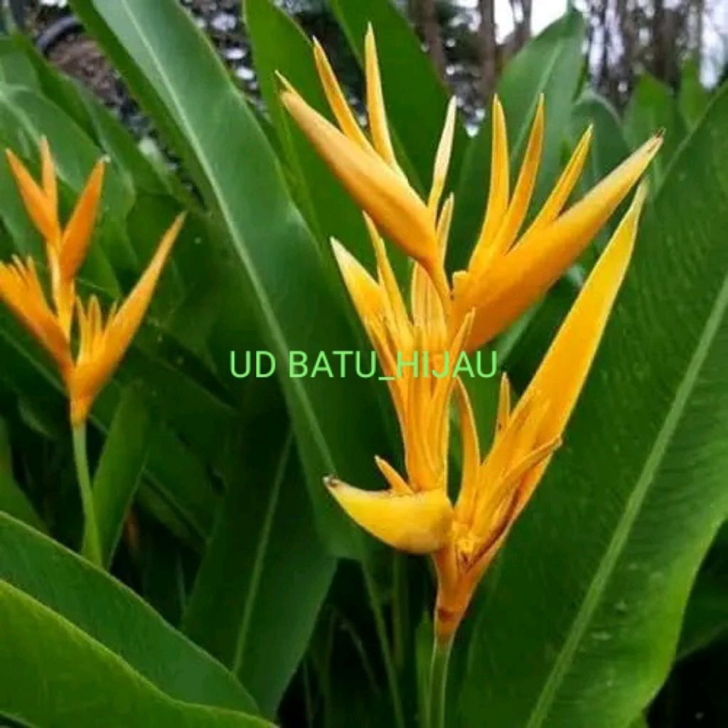 

PROMO!!! PAKETAN 5 PISANG-PISANGAN HELICONIA KUNING COCOK UNTUK UNTUK DEKORASI TAMAN ATAU RUANGAN