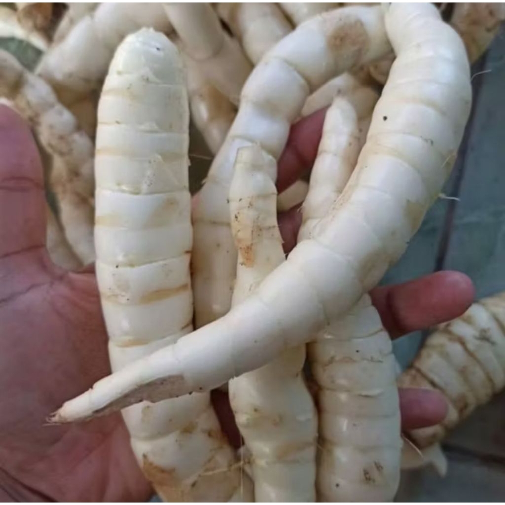 

Ubi Umbi Jlarut Garut /umbi terigu segar 500 gram ada order baru cabut