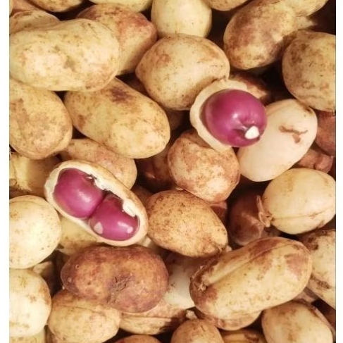 

KACANG TANAH BOGOR/POLONG MENTAH PULEN 1KG