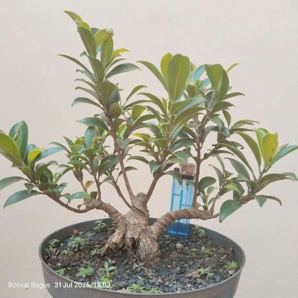 Bahan Bonsai Beringin Elegant