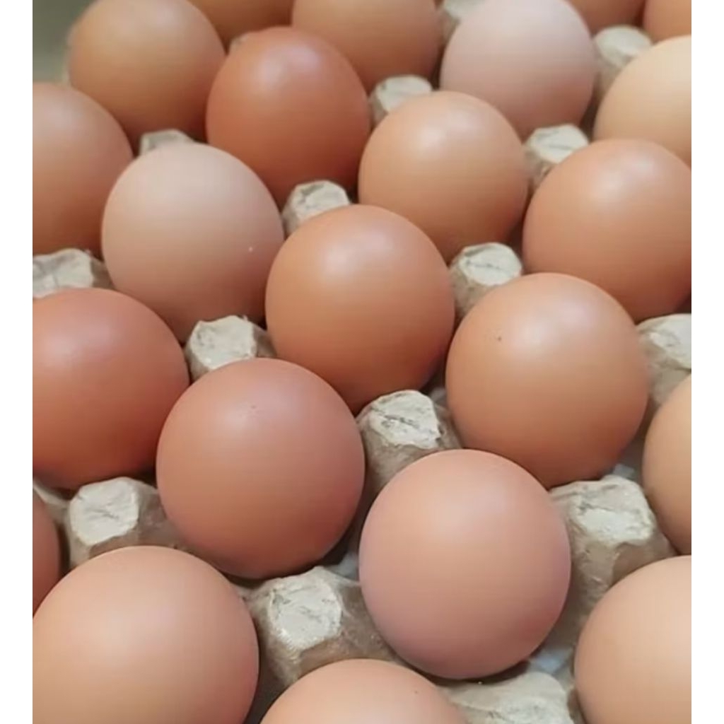 

Telur Ayam Negeri Segar / 15 Butir