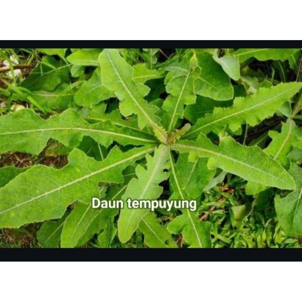 

Daun tempuyung segar 250 gr ( di petik saat ada order)
