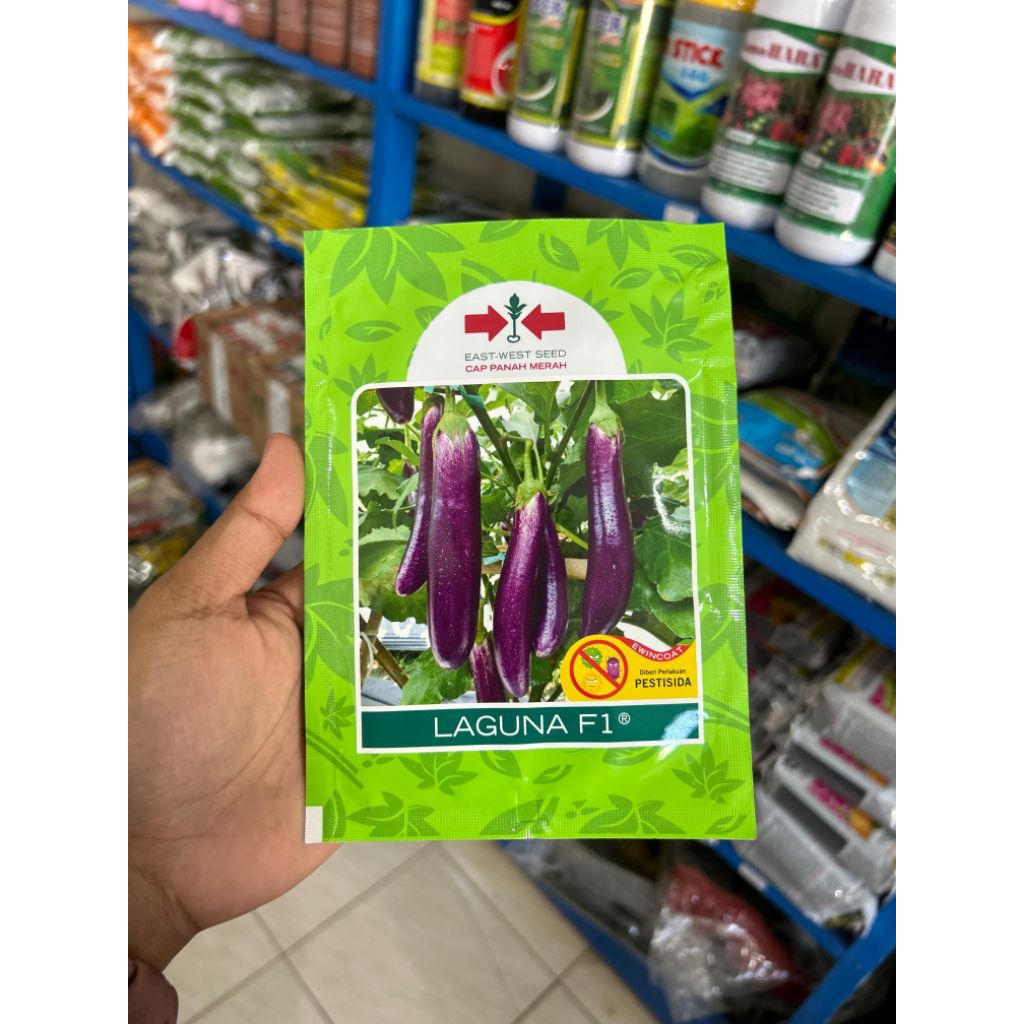 BENIH TERONG UNGU LAGUNA 1.100BTR