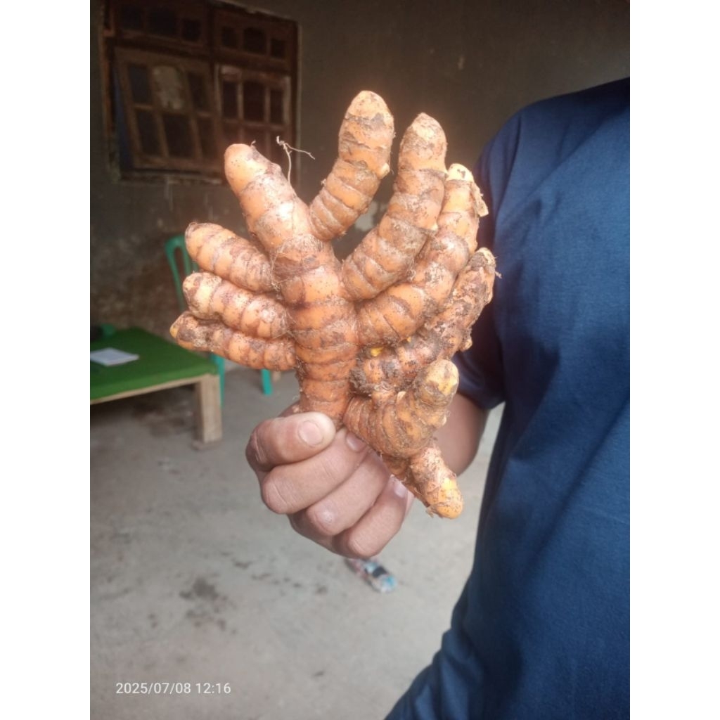 

kunir-kunyit besar segar fresh langsung dari petani 1kg