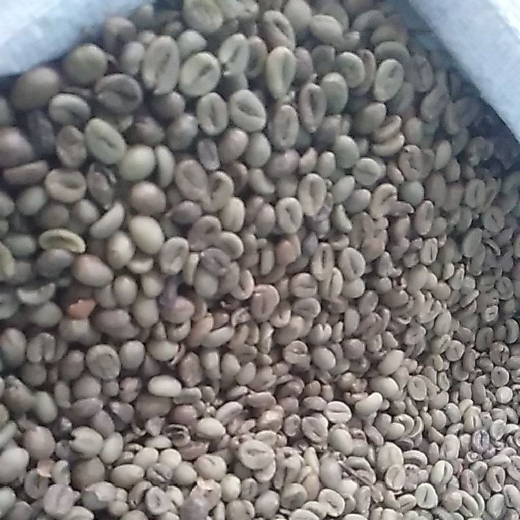 

biji kopi robusta temanggung asli petani biji mentah kering belum sortir atau biji asalan