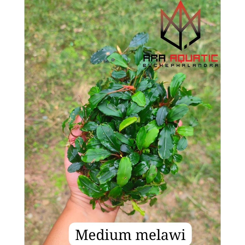 bucephalandra medium melawi