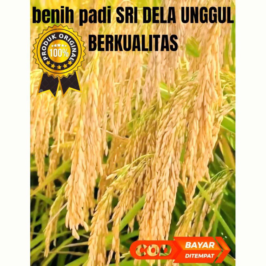 benih bibit padi SRI DELA UNGGUL BERKUALITAS kemasan 5kg