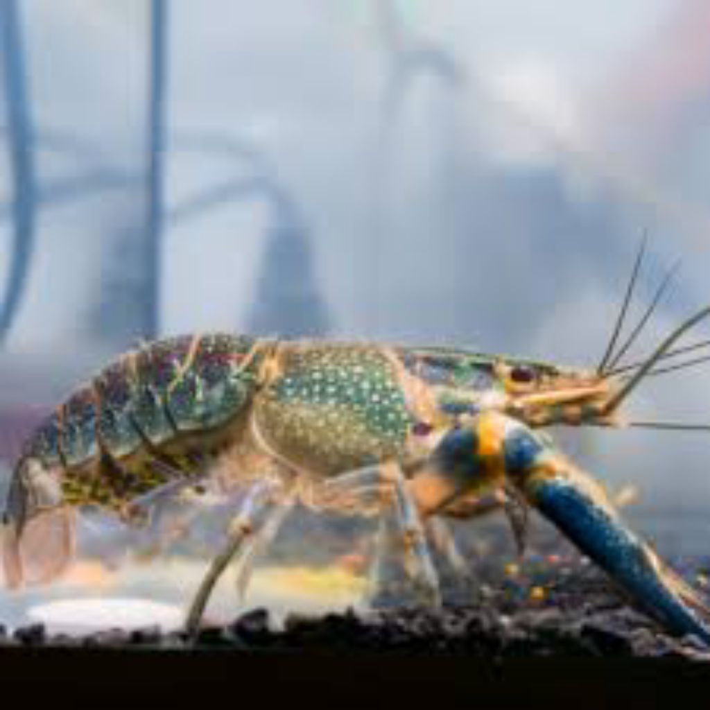 

lobster air tawar 2-3 inci jenis konsumsi