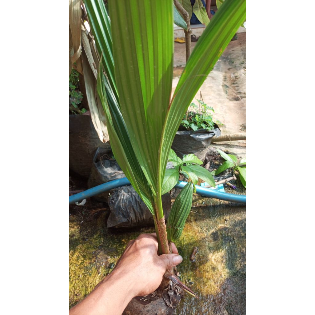

kelapa pandan wangi