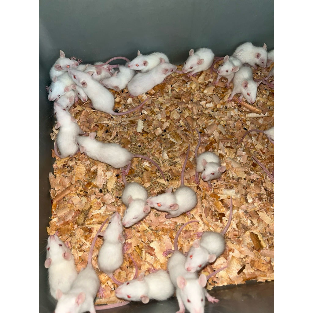 tikus putih Rat Size: sapih/baby,  22/35gram