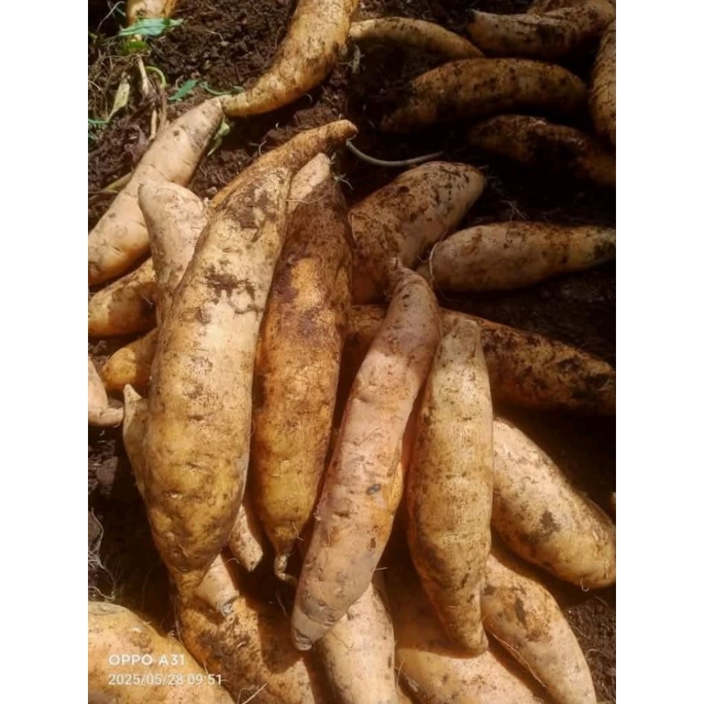 

ubi Cilembu simadu super A