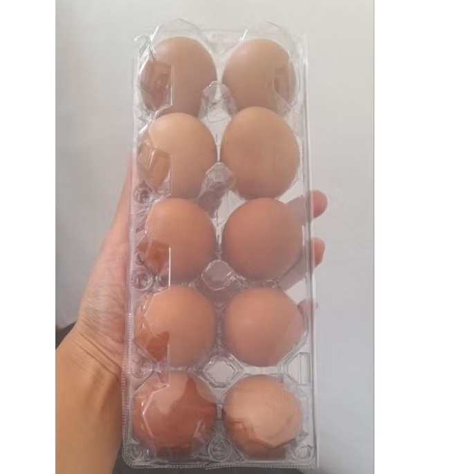 

TELUR ISI 10PCS FRESH
