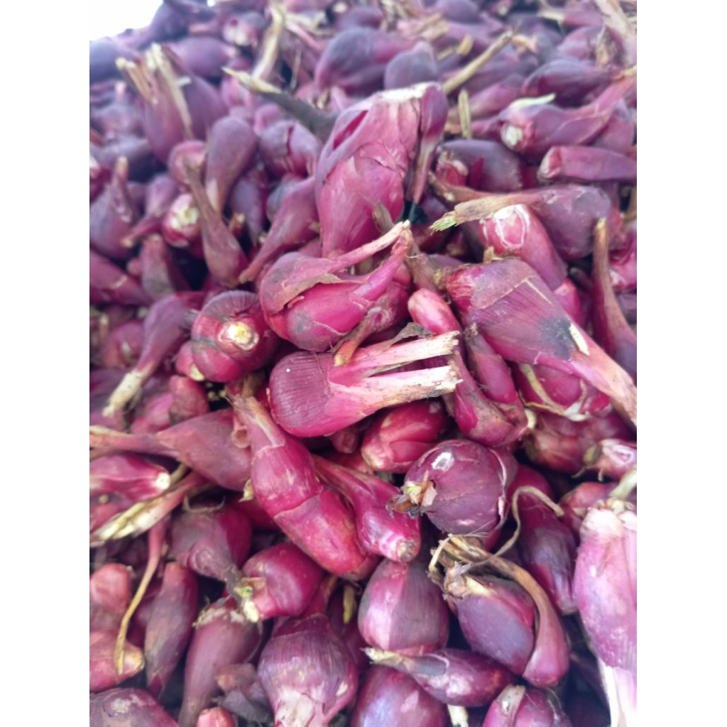 

Bawang Dayak bawang tiwai 500gram