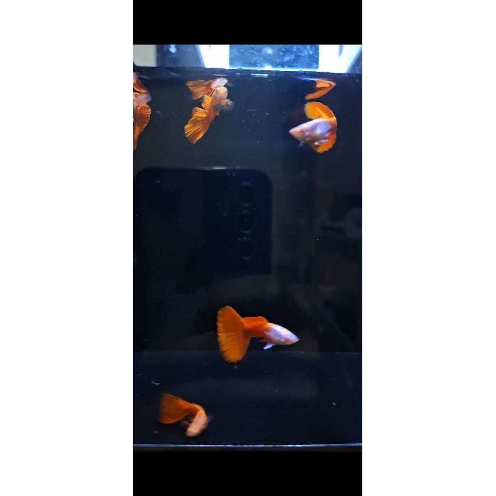 Guppy Albino Platinum Red Tail PRT Big Dorsal  | Grade A+ | Hiasan Akuarium