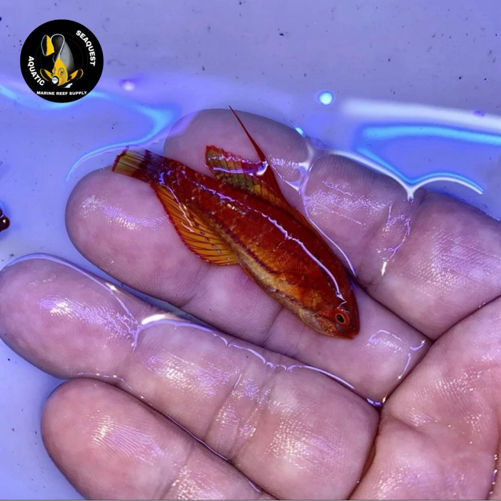 ikan hias laut dianfish / carpenter flasher wrasse
