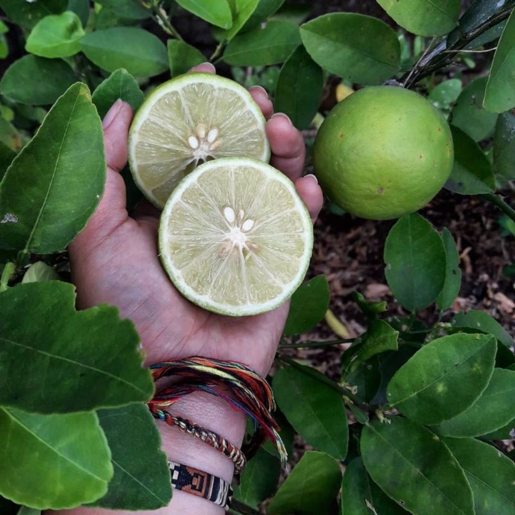 

Jeruk nipis Fresh / Jeruk wedang / Jeruk peluntur lemak