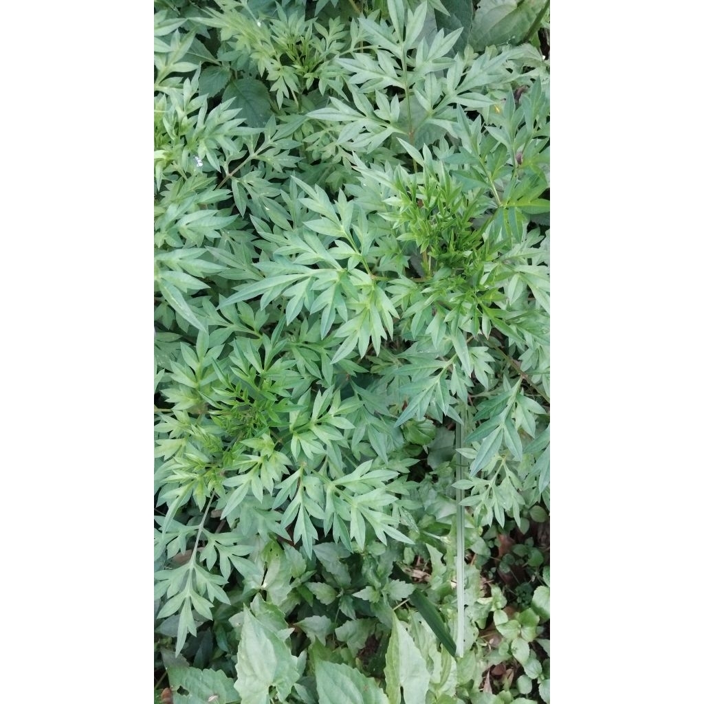 

Daun randa midang atau kenikir segar berkualitas 250 gram