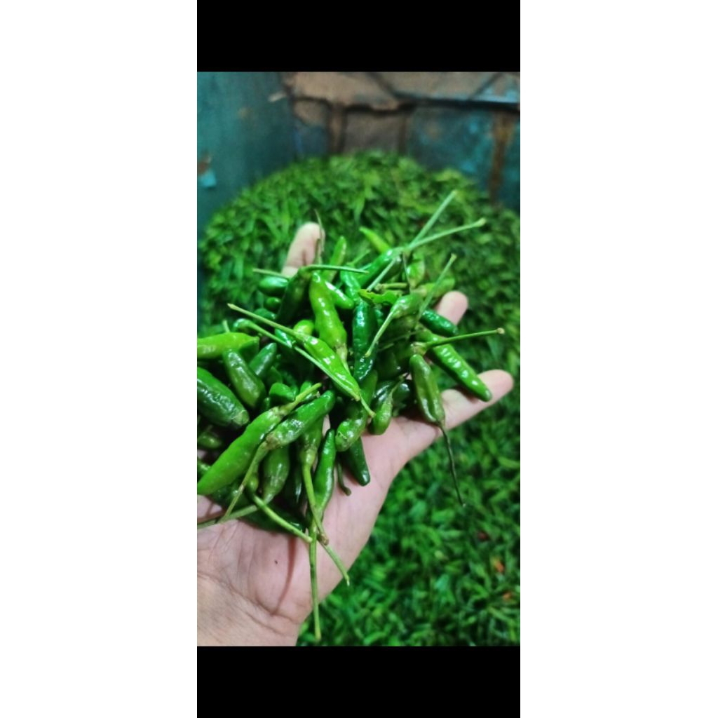 

rawit ijo persatu kilo//1000g//berkualitas//ori//super