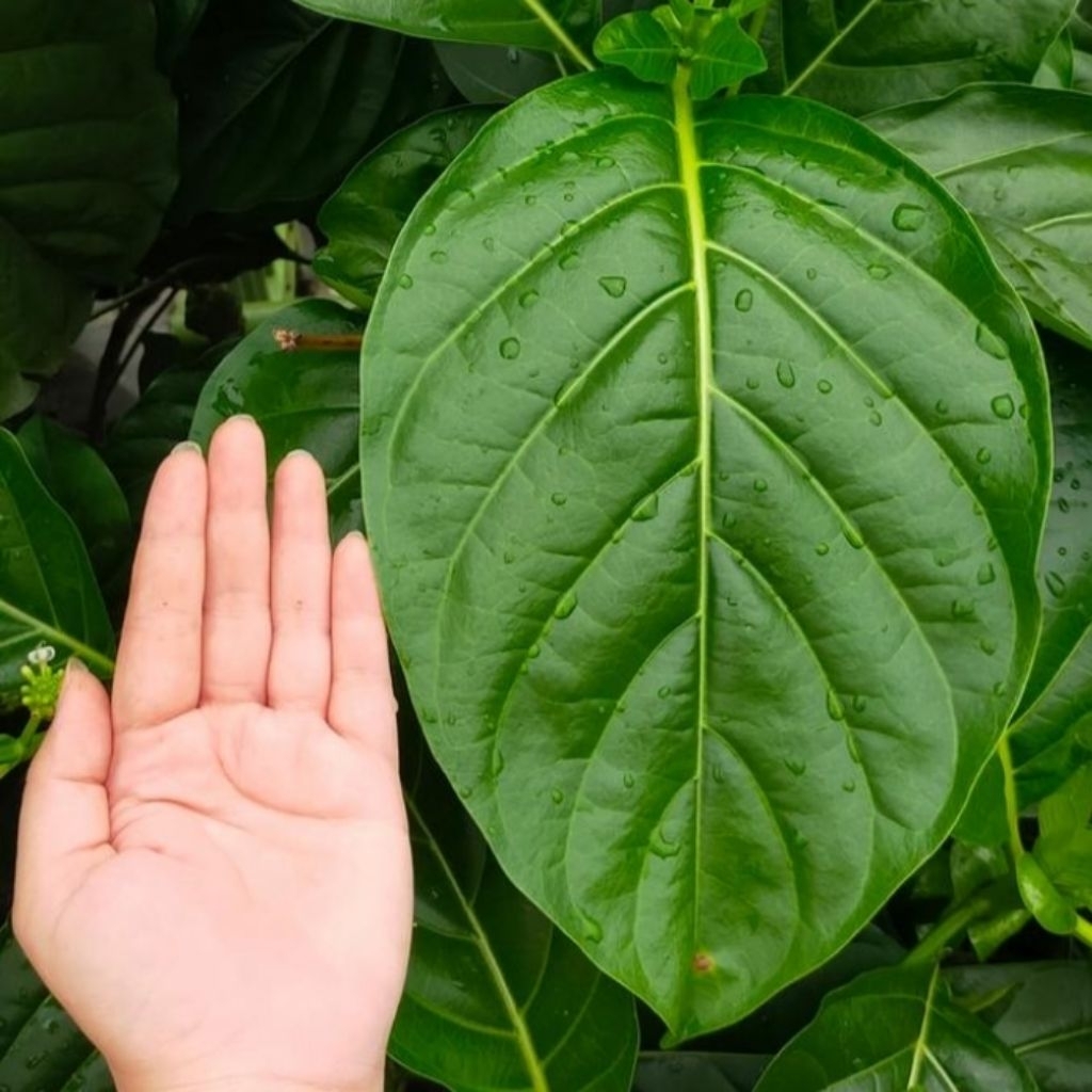 

daun mengkudu berkhasiat segar per 10 lembar