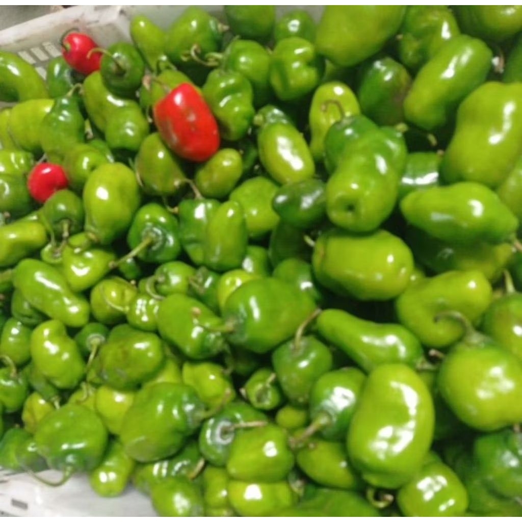 

CABE GENDOT 1KG / CABE BENDOT 1KG / CABAI GENDOT FRESH SEGAR