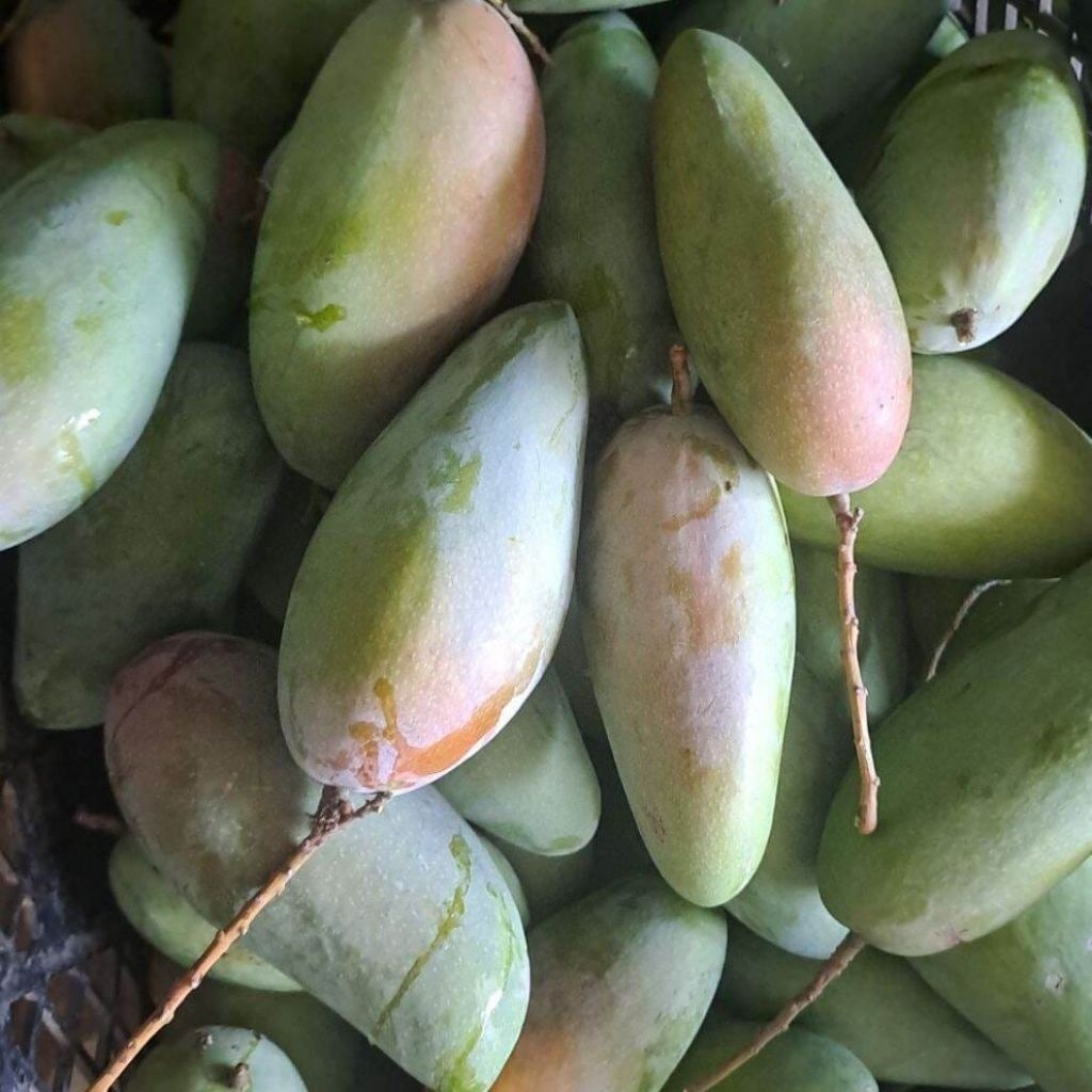 

MANGGA KIOJAY 600grm isi 2 biji maniss segar