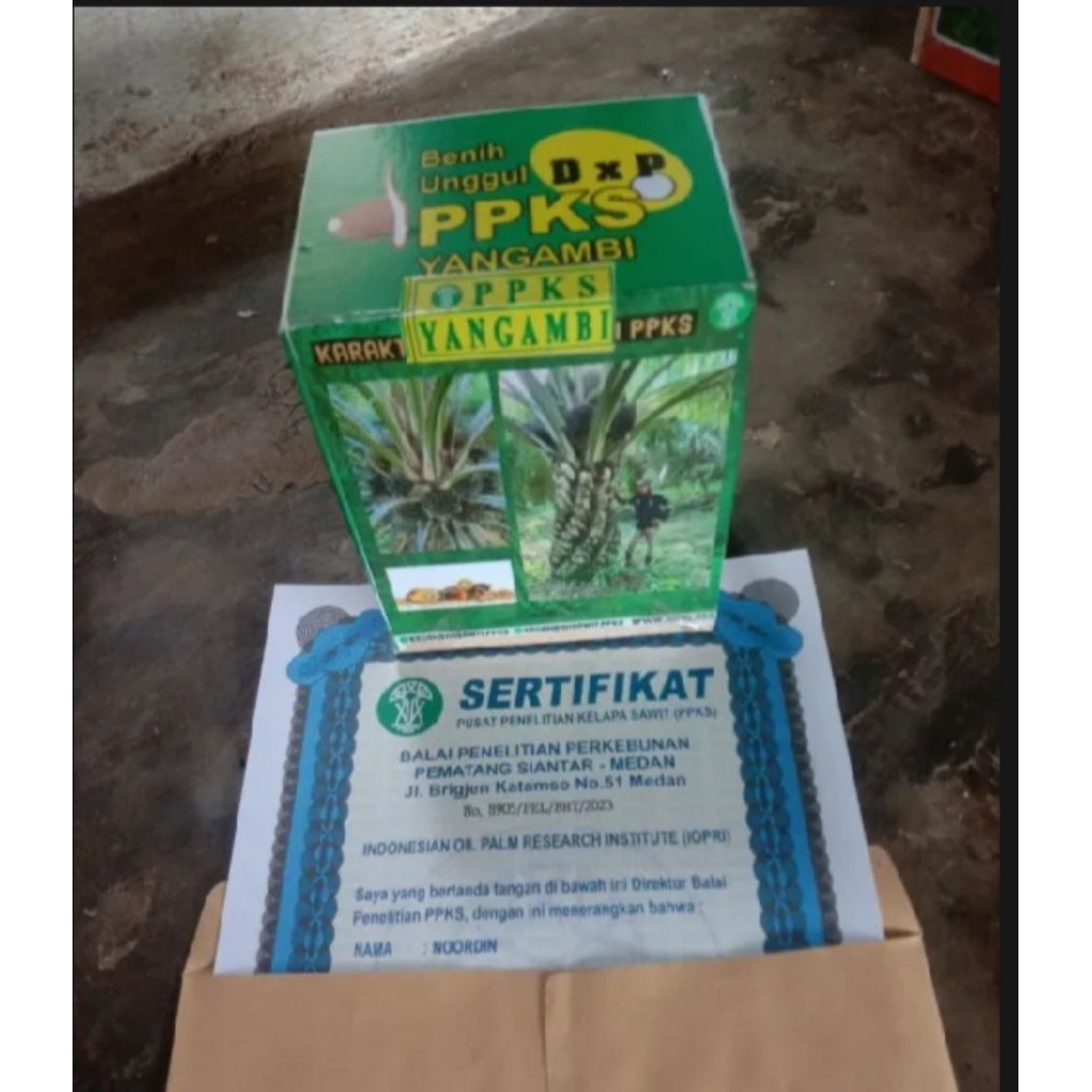 bibit kecambah sawit PPKS yangambi berkualitas unggul