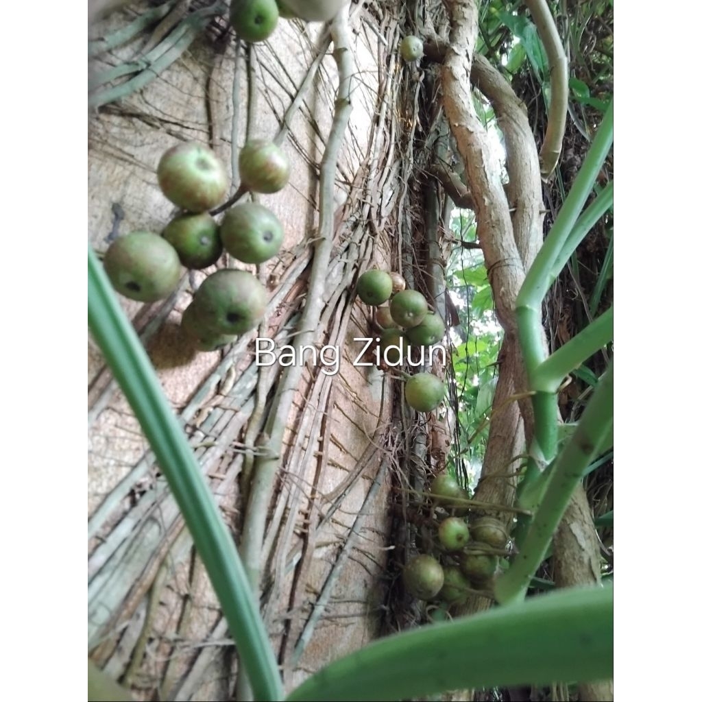 

Buah gondang hijau, tin hutan, ara hutan fresh petik langsung di pohon 1kg