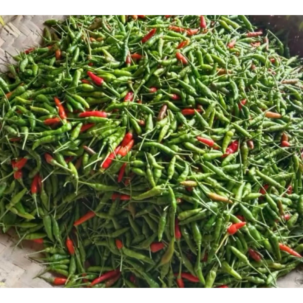 

CENGEK/CABE RAWIT segar lalapan pedas 250grm/500grm
