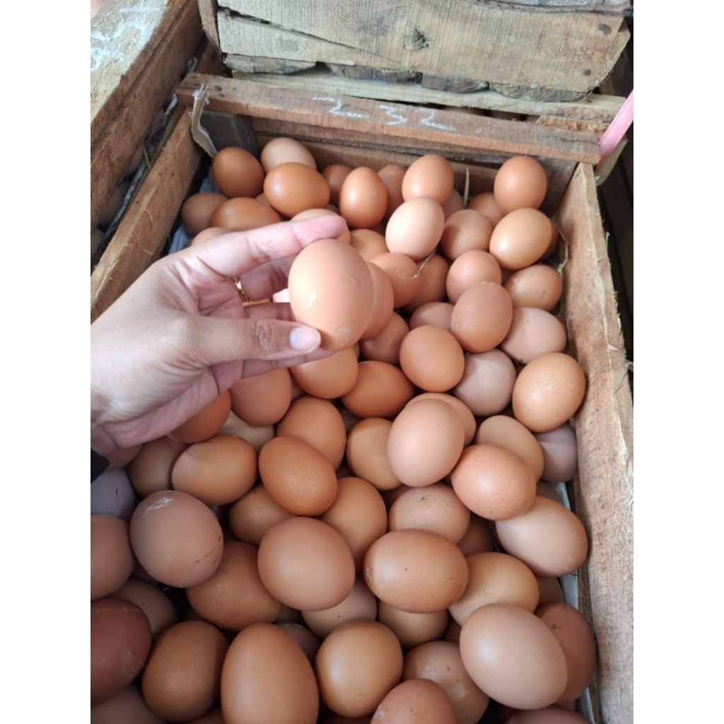 

Telur Ayam Horn Fresh