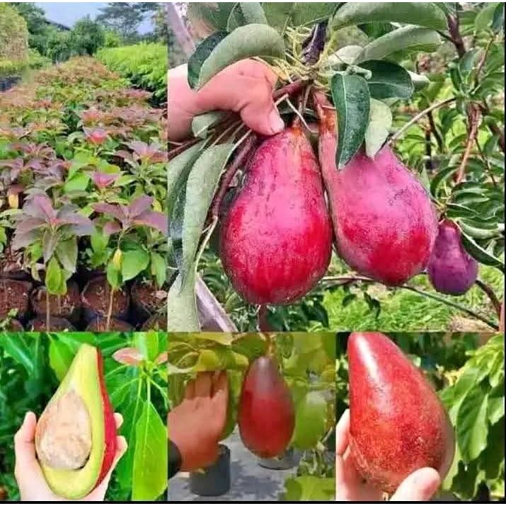 Bibit Alpukat Red Vietnam Diap berbunga