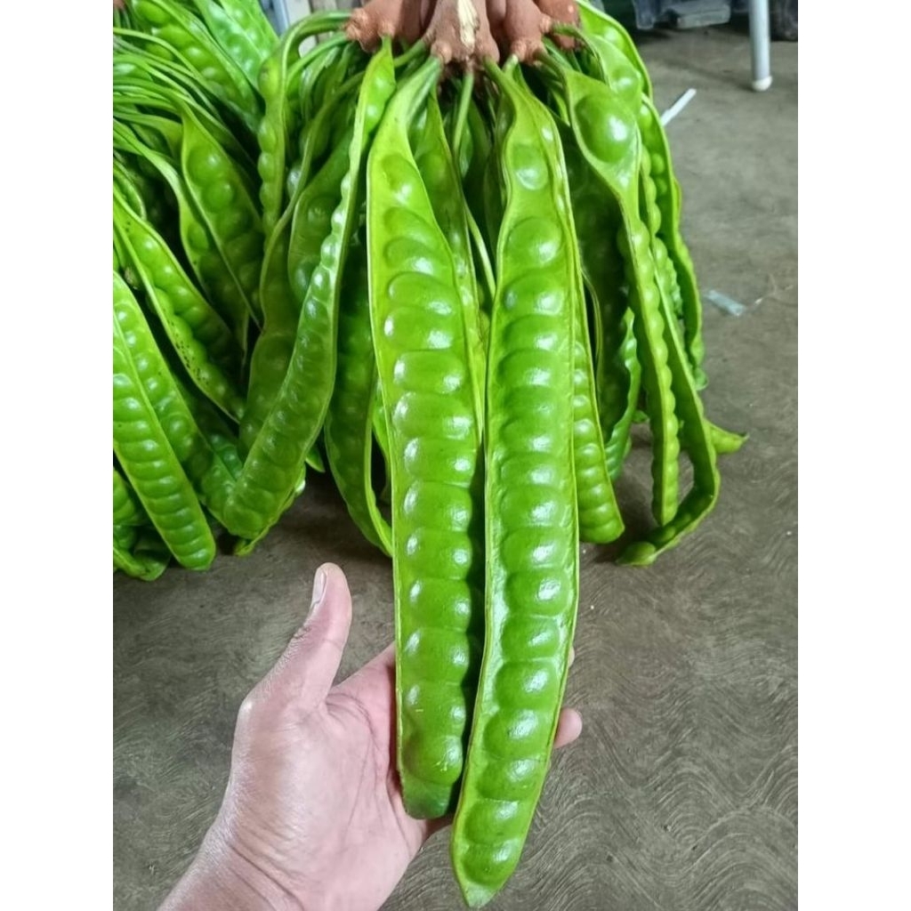 

makanan lejat pete/ petey segar per 10 pcs