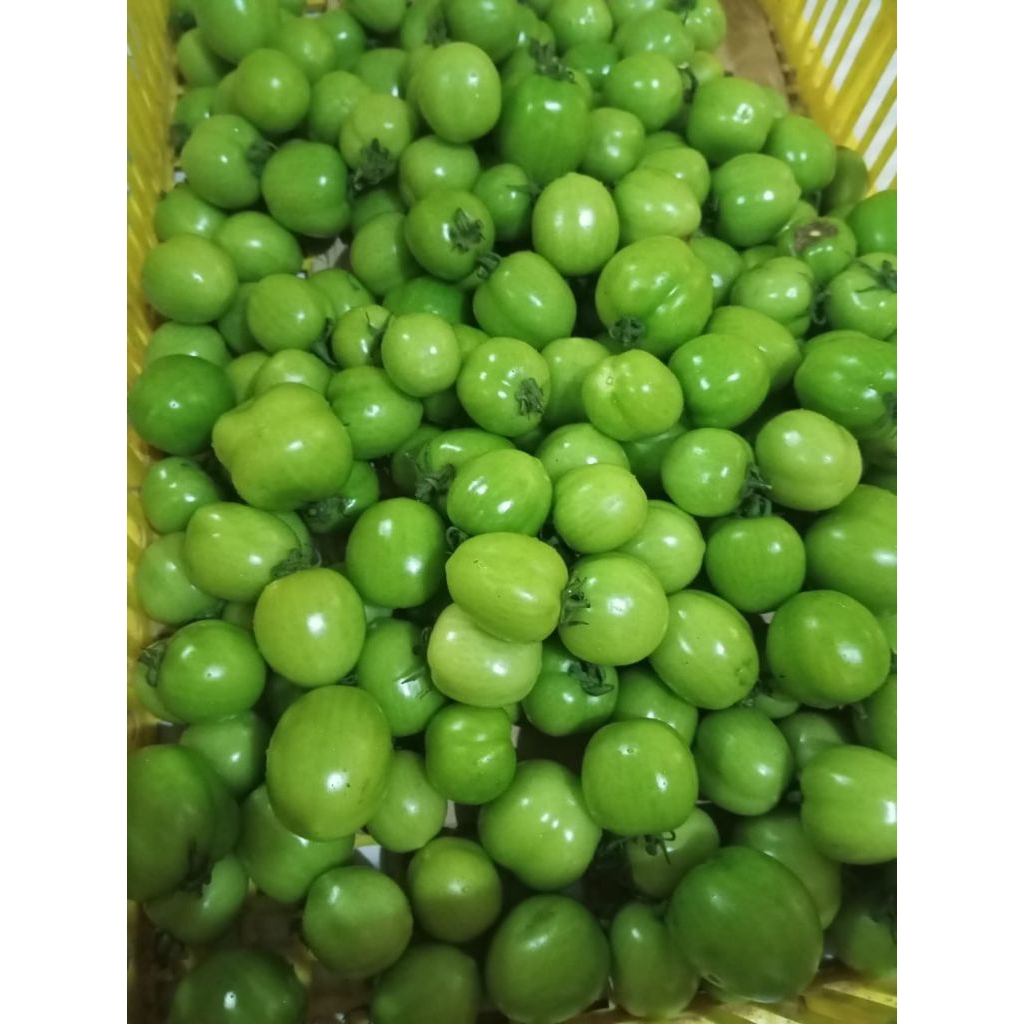 

tomat ijo kelompok tani promo panen 500gr