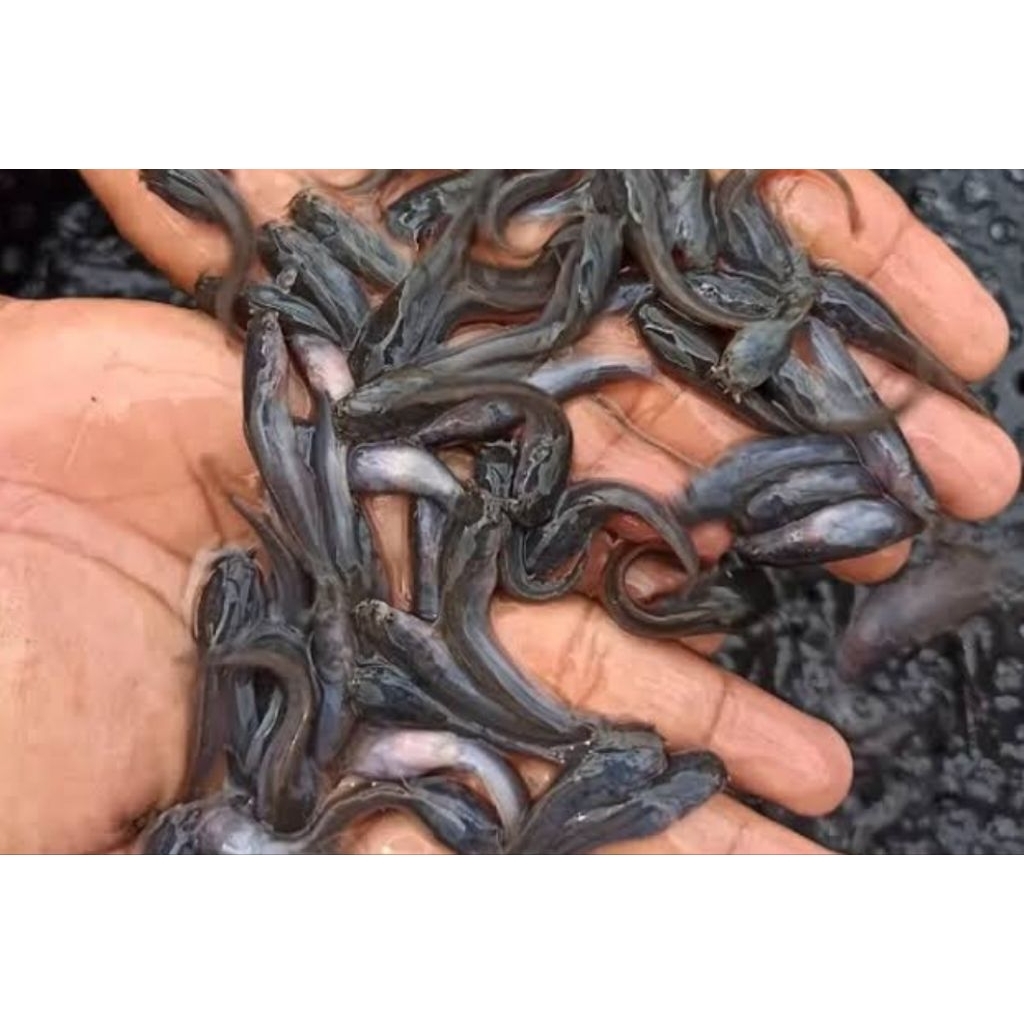 (umpan) bibit lele unggul f1 sangkuriang