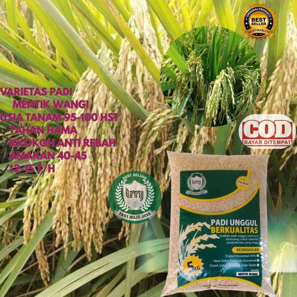 BIBIT PADI BENIH PADI UNGGUL VARIETAS MENTIK WANGI KEMASAN 5 KG
