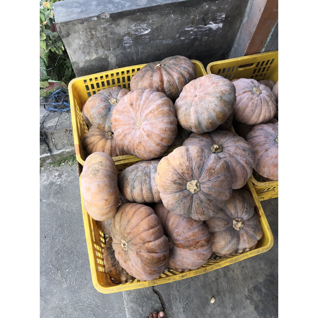 

labu suprema punel 2kg murah