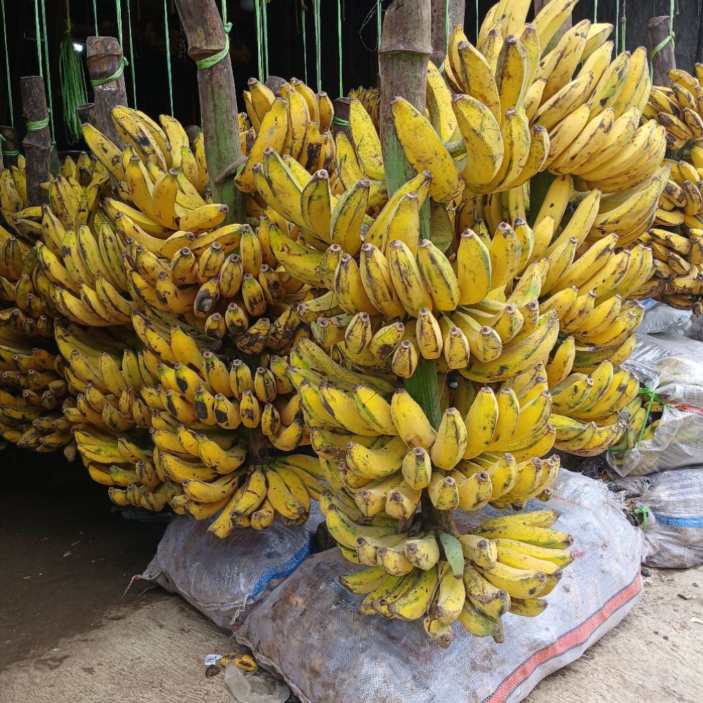 

PISANG RAJA 1 TANDAN FRESH DAN BERKUALITAS